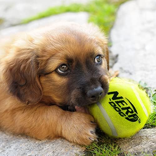 Nerf Dog 12-komadićni set za pse, uključuje 2,5 inča teniske kuglice od 12 paketa, nerf čvrsti materijal, raznoboj
